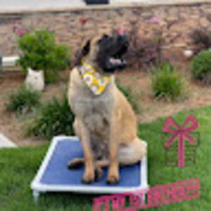 Meet your Posher, Dawn